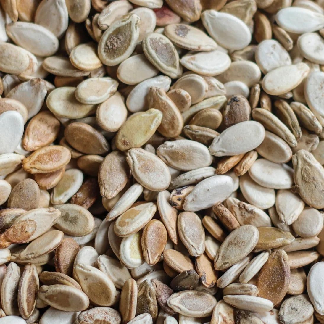 Watermelon Seeds — Sadir Grade