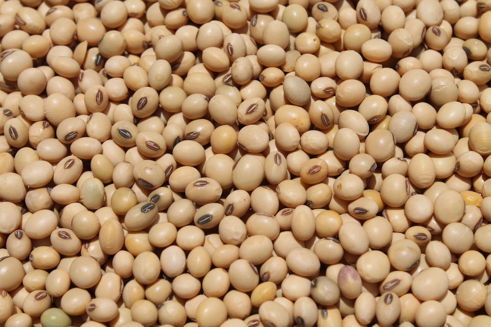 Soybeans