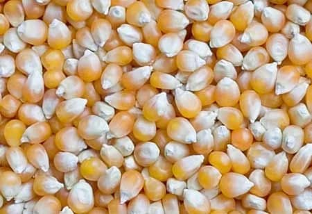 Yellow Corn (Maize)