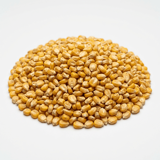Yellow Maize